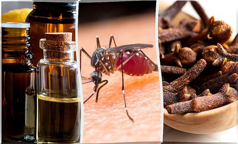 10 Mosquito Fighting Scents