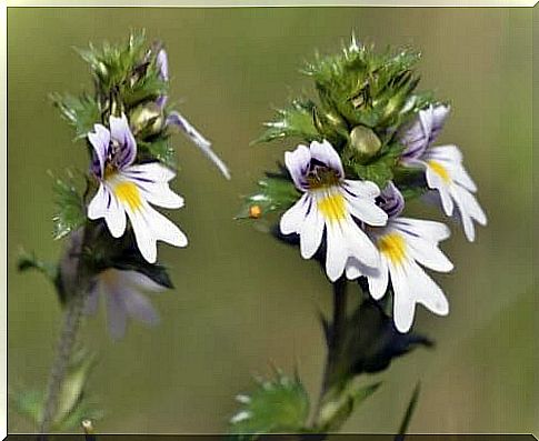 Euphrasian flowers