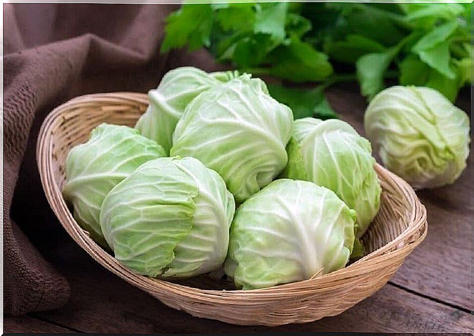 Cabbage to treat ulcerative colitis