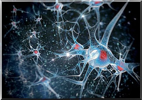 neuronal connections