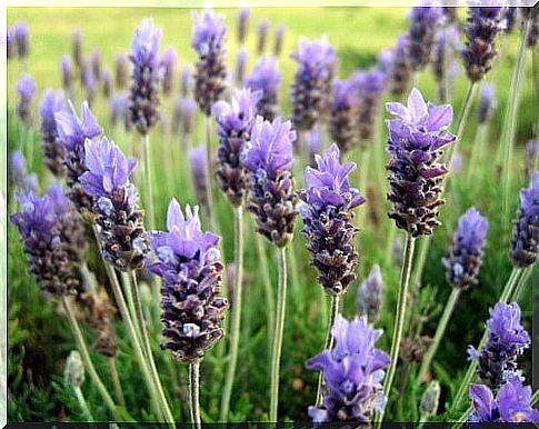 Aromatic plants for a small garden: lavender