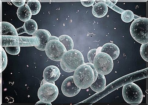 All about candida auris