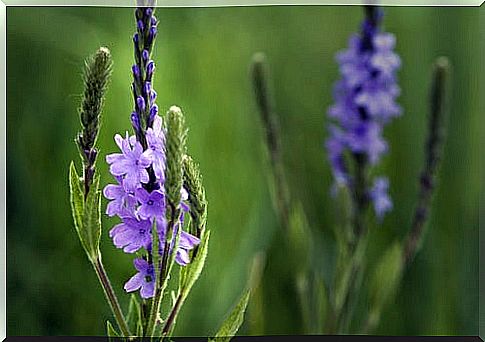 Vervain is one of the laxative herbs 