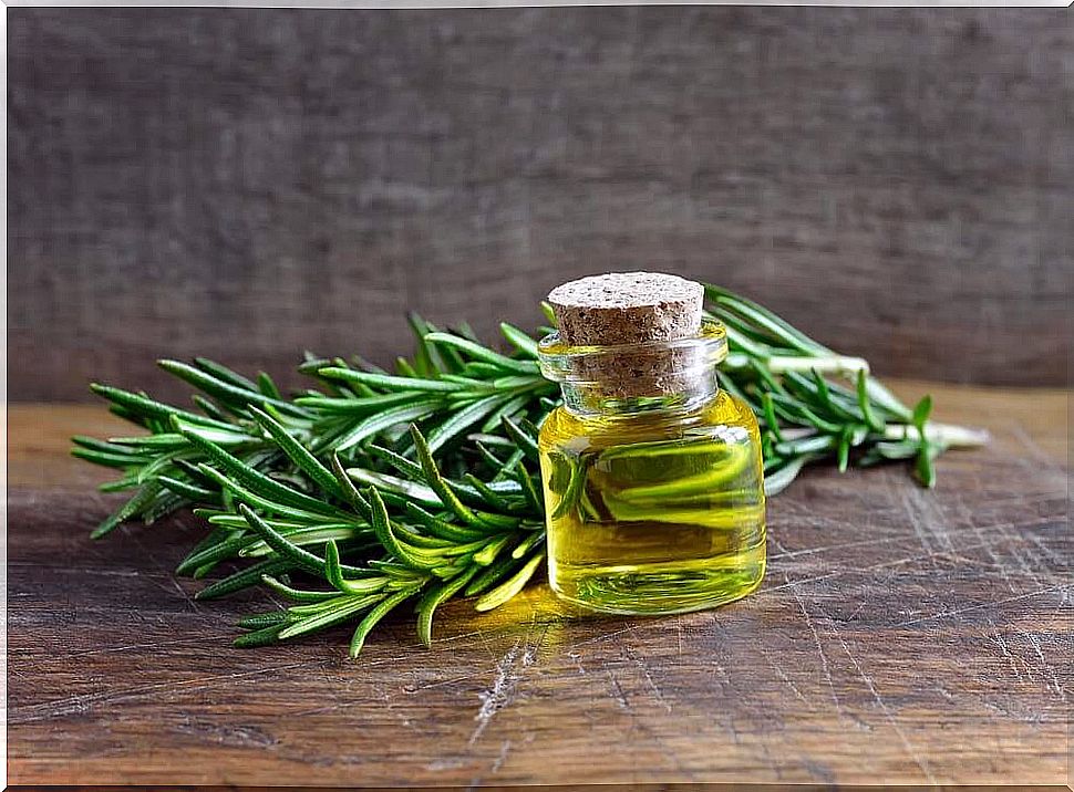 Discover the incredible benefits and uses of rosemary