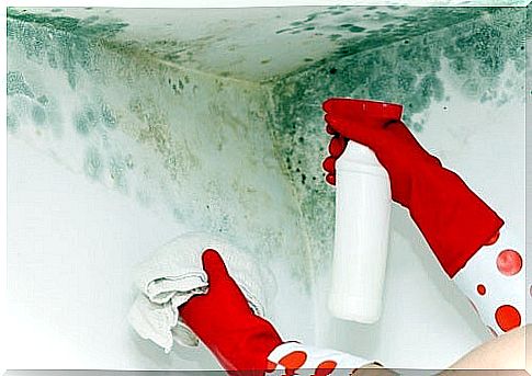 Home tricks to eliminate mold from our home