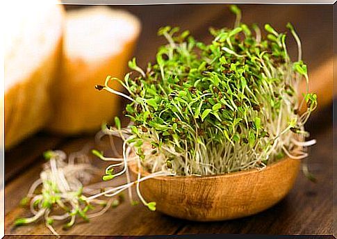 Alfalfa to reduce menopausal chokes